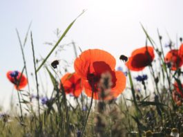 L’UE adopte une loi pour la protection de la nature et la biodiversité