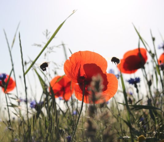 L’UE adopte une loi pour la protection de la nature et la biodiversité