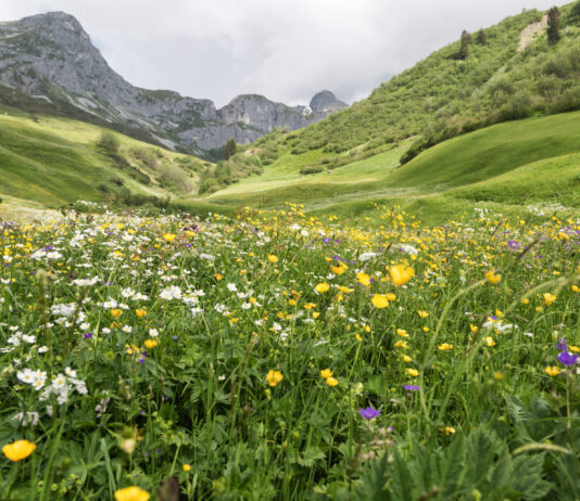 La biodiversité protège contre les catastrophes naturelles
