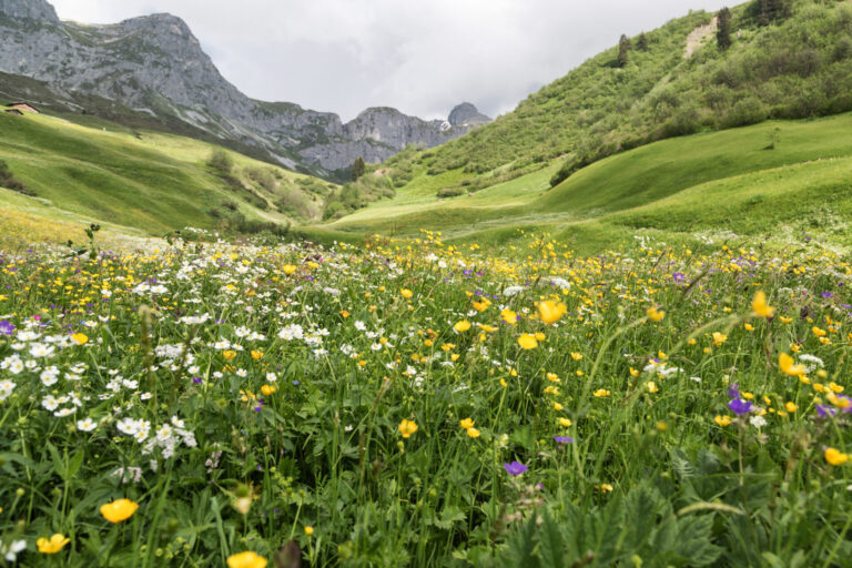 La biodiversité protège contre les catastrophes naturelles
