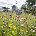 BIODIVERSITAET, ARTENVIELFALT, LEBENSRAUM, PFLANZENARTEN, SCHUTZ,