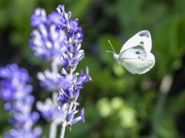 Biodiversité : l’UE va de l’avant