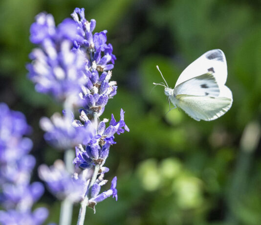 Biodiversité : l’UE va de l’avant