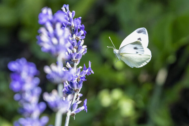 Biodiversité : l’UE va de l’avant