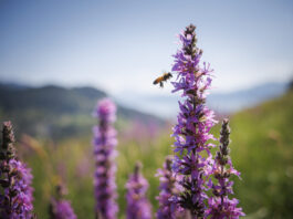 Le Centre Femmes Suisse dit OUI à l’initiative biodiversité