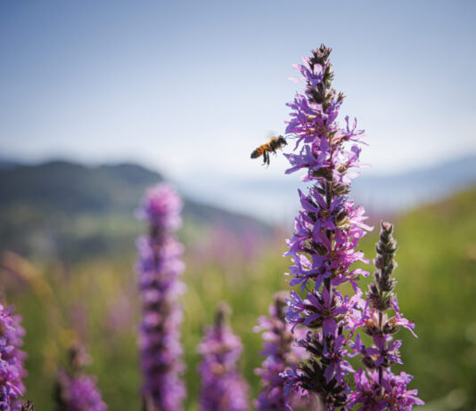 Le Centre Femmes Suisse dit OUI à l’initiative biodiversité