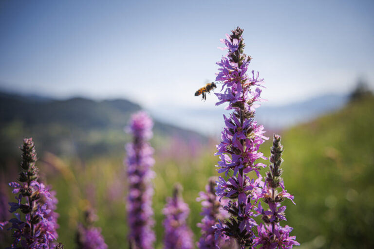 Le Centre Femmes Suisse dit OUI à l’initiative biodiversité
