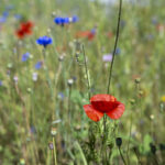BIODIVERSITAET, BIODIVERS, BIOLOGISCHE VIELFALT, ARTENVIELFALT, LEBENSRAUM, PFLANZENARTEN, SCHUTZ,  NATUR, UMWELT, UMWELTSCHUTZ,
