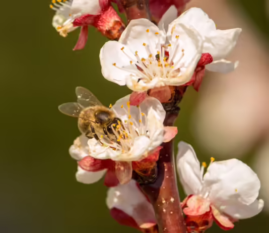 L’état de santé des abeilles, des poissons et des plantes