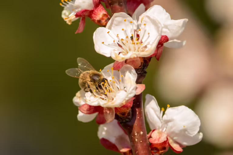 L’état de santé des abeilles, des poissons et des plantes