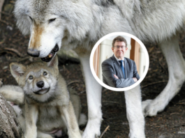 Albert Rösti n’en fait qu’à sa tête : cinq décisions arbitraires du ministre de l’environnement