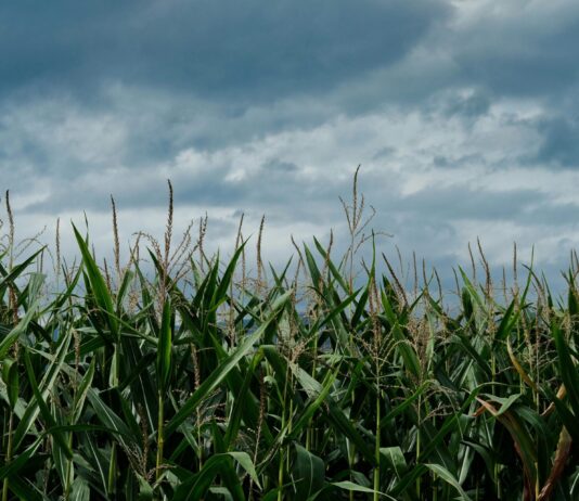Protection des aliments : une initiative contre le plan de Syngenta et Rösti Un champ de maïs avec des nuages foncés en arrière-plan