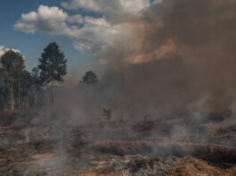 UBS contredit ses propres objectifs avec des activités douteuses Forêt tropicale brésil brûle