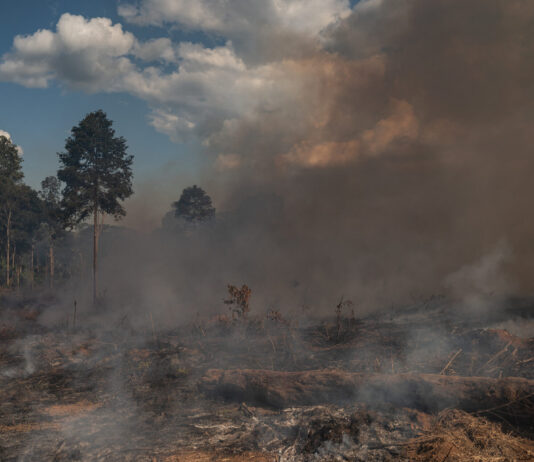 UBS contredit ses propres objectifs avec des activités douteuses Forêt tropicale brésil brûle