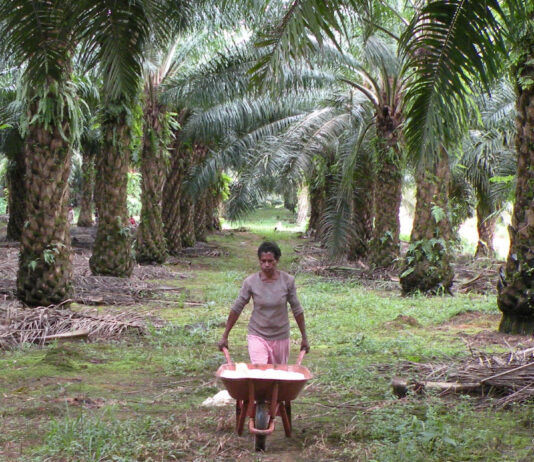 En Indonésie, l’armée gagne du terrain Une personne en Indonésie marche entre des rangées d’arbres de palmiers à huile, poussant une brouette métallique remplie de sacs clairs. Le sol, parsemé de feuilles et de brindilles de palmier, est couvert d’une fine couche d’herbe. Les palmiers, aux troncs rugueux, forment une allée dense dont le feuillage crée une voûte verte au-dessus du chemin.