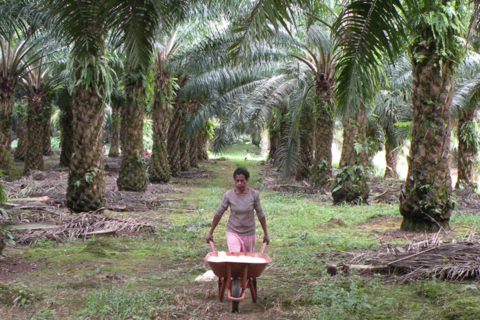 Une personne en Indonésie marche entre des rangées d’arbres de palmiers à huile, poussant une brouette métallique remplie de sacs clairs. Le sol, parsemé de feuilles et de brindilles de palmier, est couvert d’une fine couche d’herbe. Les palmiers, aux troncs rugueux, forment une allée dense dont le feuillage crée une voûte verte au-dessus du chemin.