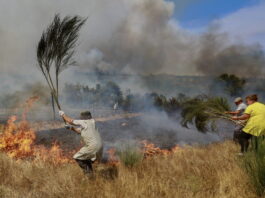 Été 2025 : le réchauffement climatique coûte 40 milliards de francs à l’Europe Photo couleur d’un champ en flammes où trois personnes s’emploient à étouffer un feu de broussailles à l’aide de grandes branches. À gauche, une femme âgée, vêtue d’un tablier et coiffée d’un chapeau, frappe les flammes avec un rameau touffu. À droite, un homme casquette sur la tête et une femme portant un t-shirt jaune font de même. De la fumée bleutée s’élève, couvrant partiellement les buissons et la colline au loin. Le sol est sec, herbes roussies et tiges calcinées témoignent de l’incendie.