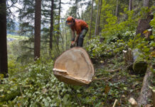 En Suisse, près d’un-e apprenti-e sur neuf est victime d’un accident Un bûcheron vêtu d'un gilet orange et d'un casque de sécurité travaille dans une forêt dense. Il se penche sur une grosse bille de bois fraîchement coupée, visible au premier plan avec sa section transversale exposée montrant les cernes. L'homme utilise un outil pour travailler le tronc, entouré de végétation verte luxuriante, d'arbres de grande taille et de feuillage épais. La scène se déroule en pleine nature forestière, avec un paysage vallonné visible en arrière-plan à travers les arbres.