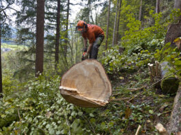 En Suisse, près d’un-e apprenti-e sur neuf est victime d’un accident Un bûcheron vêtu d'un gilet orange et d'un casque de sécurité travaille dans une forêt dense. Il se penche sur une grosse bille de bois fraîchement coupée, visible au premier plan avec sa section transversale exposée montrant les cernes. L'homme utilise un outil pour travailler le tronc, entouré de végétation verte luxuriante, d'arbres de grande taille et de feuillage épais. La scène se déroule en pleine nature forestière, avec un paysage vallonné visible en arrière-plan à travers les arbres.