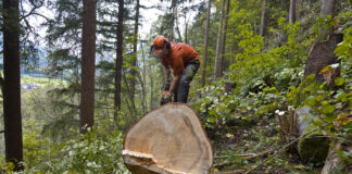 En Suisse, près d’un-e apprenti-e sur neuf est victime d’un accident Un bûcheron vêtu d'un gilet orange et d'un casque de sécurité travaille dans une forêt dense. Il se penche sur une grosse bille de bois fraîchement coupée, visible au premier plan avec sa section transversale exposée montrant les cernes. L'homme utilise un outil pour travailler le tronc, entouré de végétation verte luxuriante, d'arbres de grande taille et de feuillage épais. La scène se déroule en pleine nature forestière, avec un paysage vallonné visible en arrière-plan à travers les arbres.