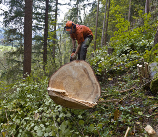 En Suisse, près d’un-e apprenti-e sur neuf est victime d’un accident Un bûcheron vêtu d'un gilet orange et d'un casque de sécurité travaille dans une forêt dense. Il se penche sur une grosse bille de bois fraîchement coupée, visible au premier plan avec sa section transversale exposée montrant les cernes. L'homme utilise un outil pour travailler le tronc, entouré de végétation verte luxuriante, d'arbres de grande taille et de feuillage épais. La scène se déroule en pleine nature forestière, avec un paysage vallonné visible en arrière-plan à travers les arbres.