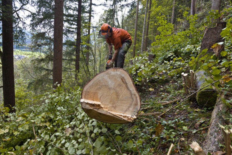 Un bûcheron vêtu d'un gilet orange et d'un casque de sécurité travaille dans une forêt dense. Il se penche sur une grosse bille de bois fraîchement coupée, visible au premier plan avec sa section transversale exposée montrant les cernes. L'homme utilise un outil pour travailler le tronc, entouré de végétation verte luxuriante, d'arbres de grande taille et de feuillage épais. La scène se déroule en pleine nature forestière, avec un paysage vallonné visible en arrière-plan à travers les arbres.