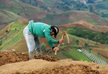 Malaisie : pourquoi l’ONU critique l’accord de libre-échange et la Suisse Une personne travaille la terre avec une houe dans un champ en terrasse situé sur une colline, avec un paysage agricole vallonné en arrière-plan.