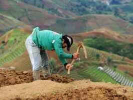 Malaisie : l’ONU épingle l’accord de libre-échange et la Suisse Une personne travaille la terre avec une houe dans un champ en terrasse situé sur une colline, avec un paysage agricole vallonné en arrière-plan.