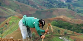 Malaisie : pourquoi l’ONU critique l’accord de libre-échange et la Suisse Une personne travaille la terre avec une houe dans un champ en terrasse situé sur une colline, avec un paysage agricole vallonné en arrière-plan.