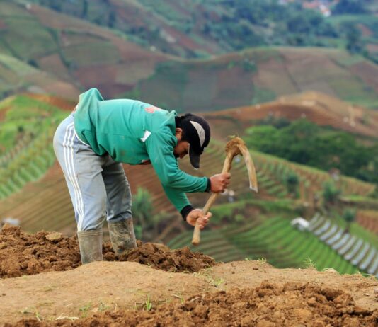 Malaisie : pourquoi l’ONU critique l’accord de libre-échange et la Suisse Une personne travaille la terre avec une houe dans un champ en terrasse situé sur une colline, avec un paysage agricole vallonné en arrière-plan.