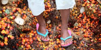 Accord de libre-échange avec la Malaisie : de l’huile de palme sans garantie contre le travail forcé Une personne, visible uniquement des genoux aux pieds, porte un pantalon blanc retroussé et des tongs roses à brides bleues. Elle se tient debout sur un sol recouvert de nombreux fruits de palmier à huile rouges, orange et noirs, mêlés à des fibres végétales et des débris de récolte.