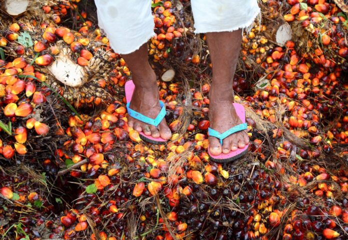 Une personne, visible uniquement des genoux aux pieds, porte un pantalon blanc retroussé et des tongs roses à brides bleues. Elle se tient debout sur un sol recouvert de nombreux fruits de palmier à huile rouges, orange et noirs, mêlés à des fibres végétales et des débris de récolte.