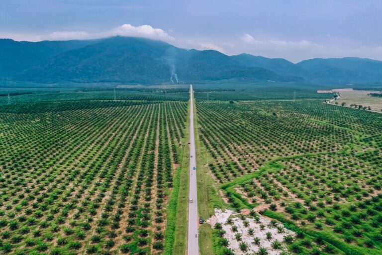 Accord avec la Malaisie : le Conseil fédéral renonce à protéger la forêt tropicale